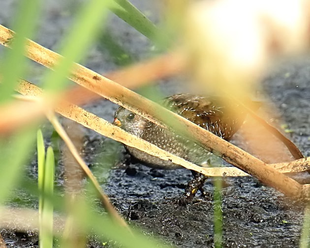 Spotted Crake