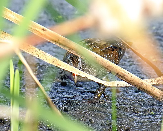 Spotted Crake