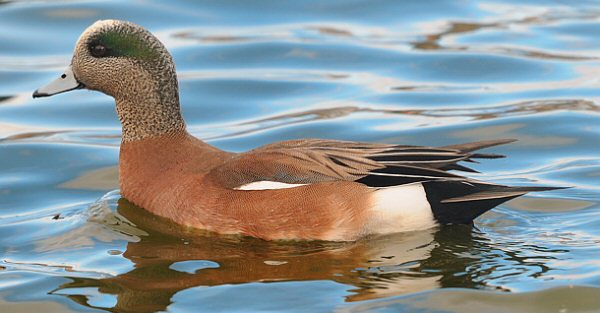 American Wigeon