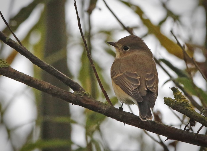 Red-breasted Flycatcher