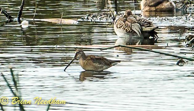 Long-billed Dowitcher