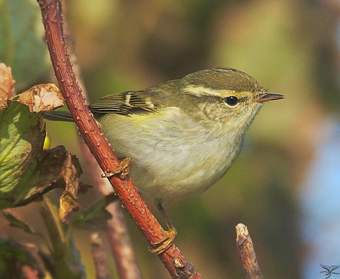 Yellow-browed Warbler