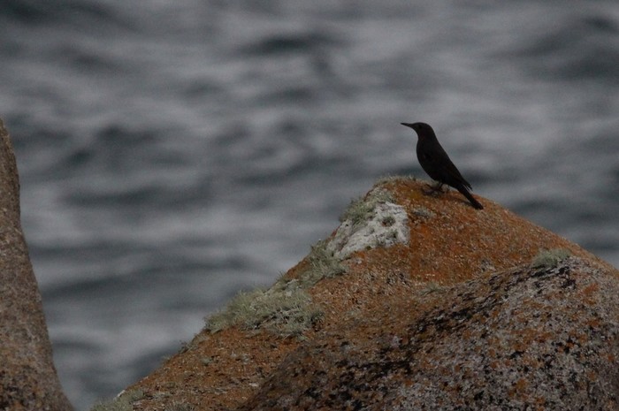 Blue Rock Thrush