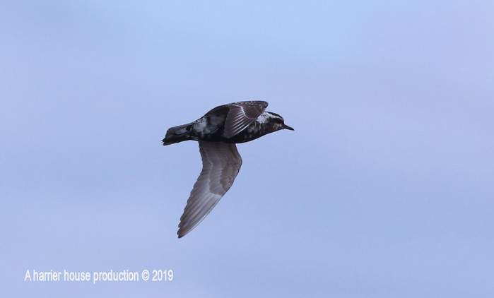 American Golden Plover