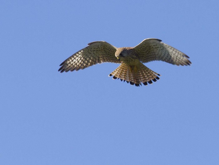 Kestrel
