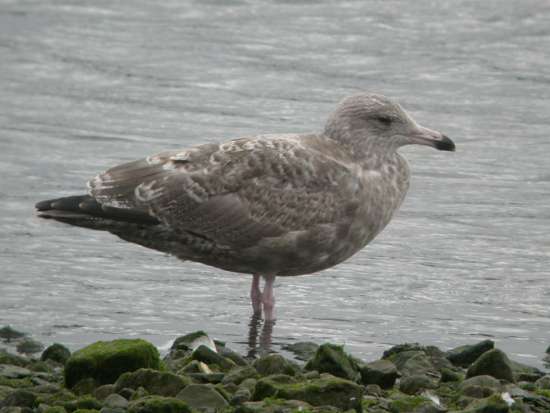 American Herring Gull