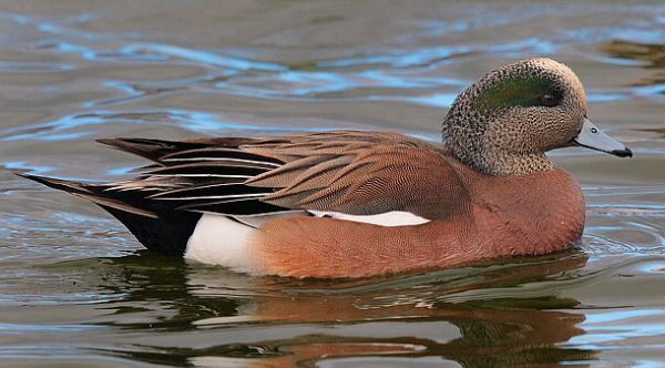 American Wigeon