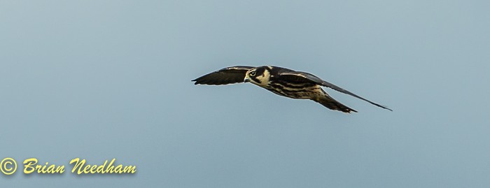 Hobby