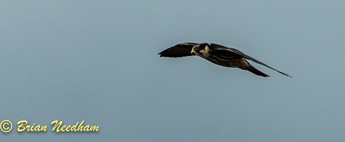 hobby