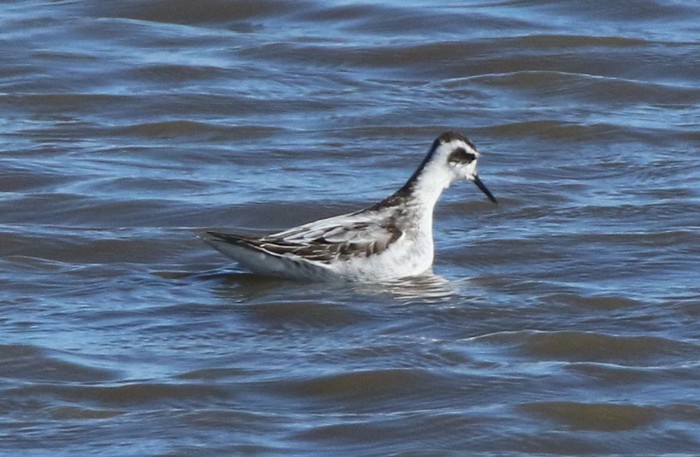Red-necked Phalarope