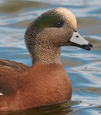 American Wigeon