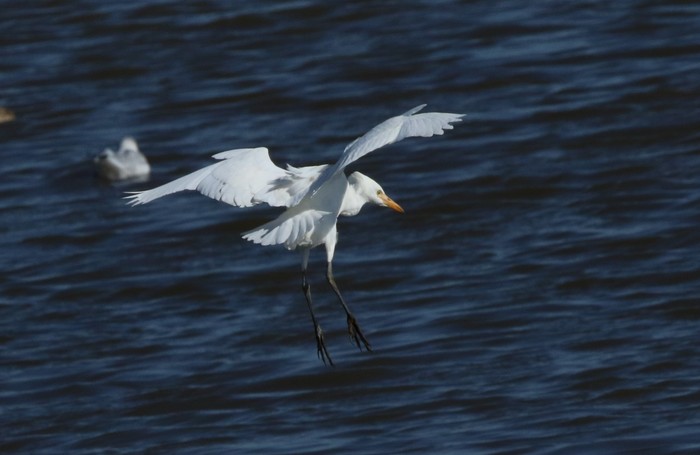 Cattle Egret