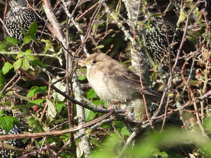 Rose-coloured Starling