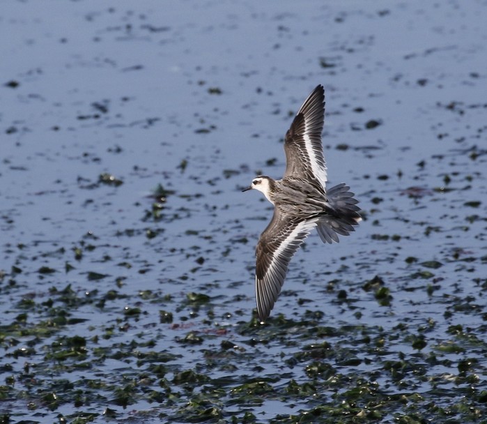 Grey Phalarope