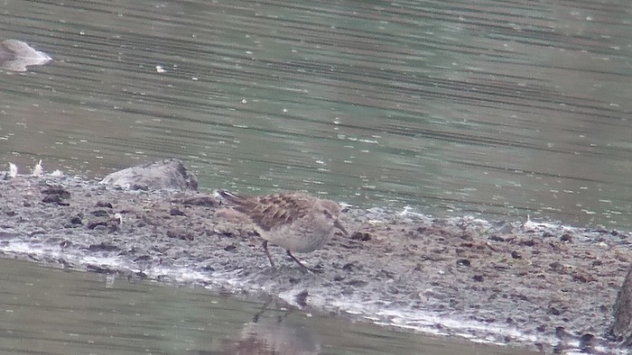 White-rumped Sandpiper