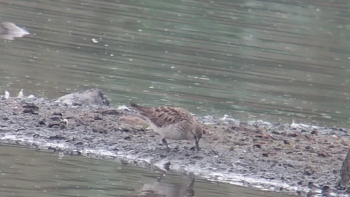 White-rumped Sandpiper