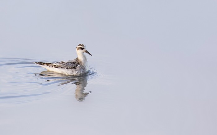 Grey Phalarope