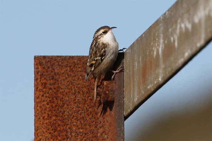 Short-toed Treecreeper