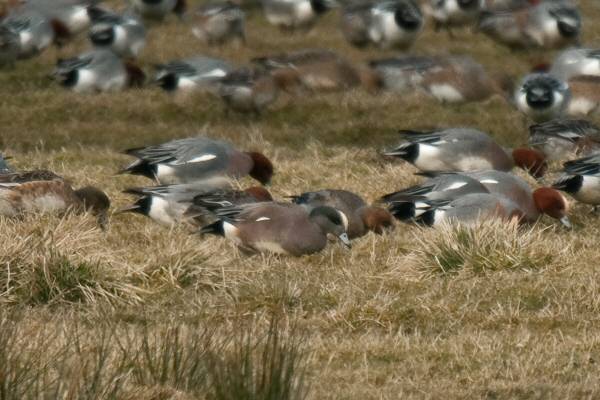 American Wigeon