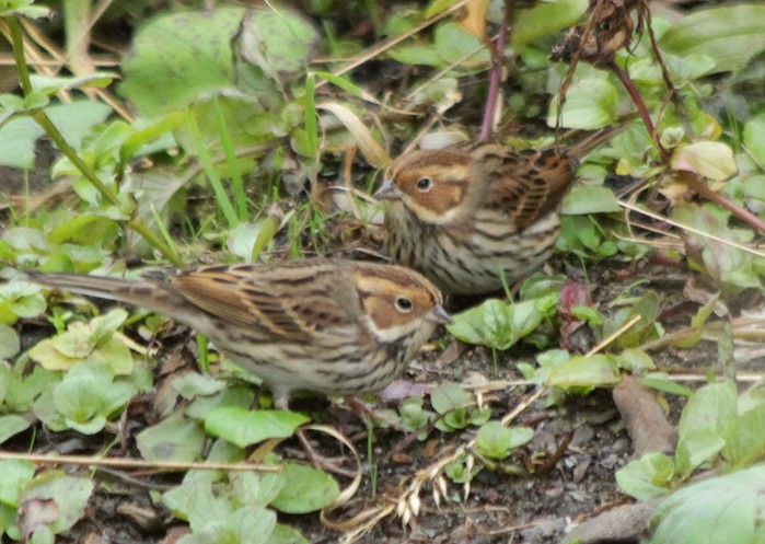 Little Bunting