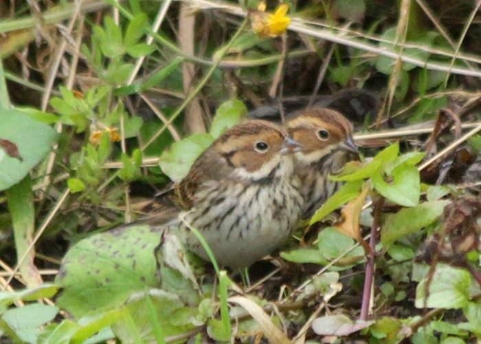 Little Bunting