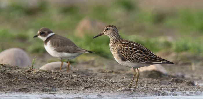 Pectoral Sandpiper