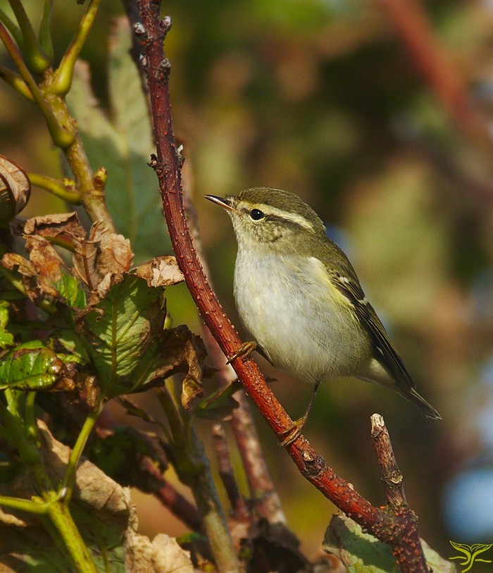 Yellow-browed Warbler