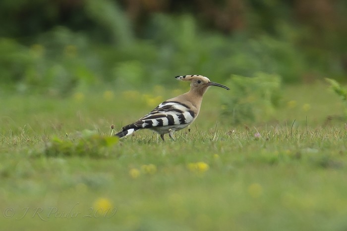 Hoopoe
