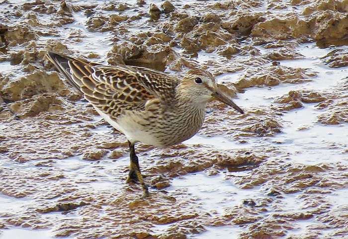 Pectoral Sandpiper