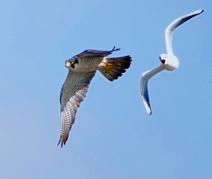 Peregrine