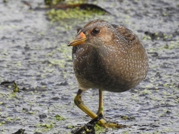 Spotted Crake