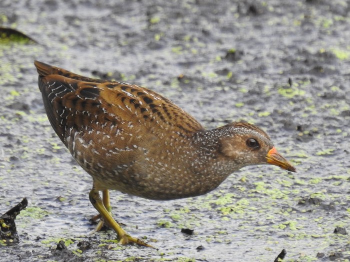 Spotted Crake