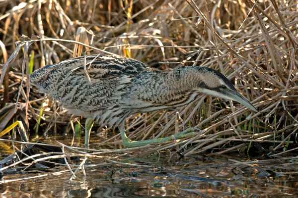 Bittern