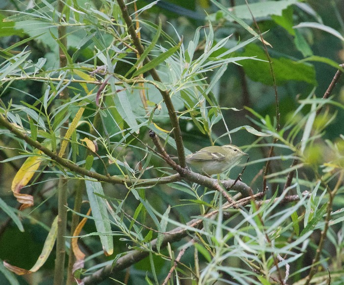 Yellow-browed Warbler