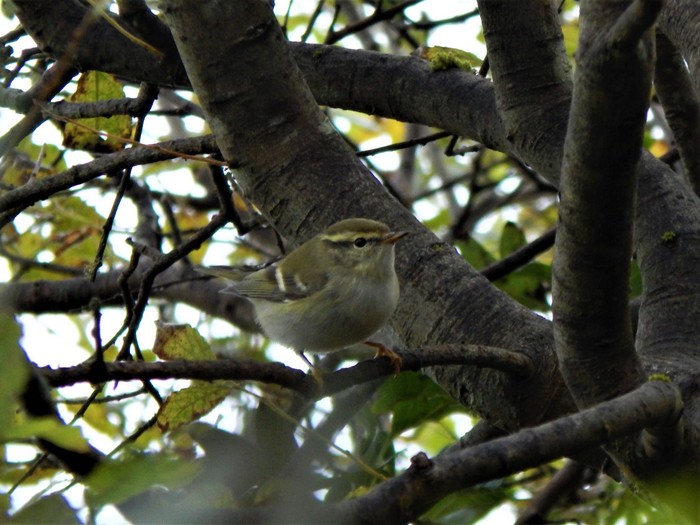 Yellow-browed Warbler