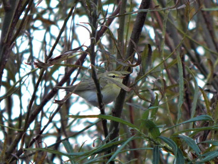 Wood Warbler
