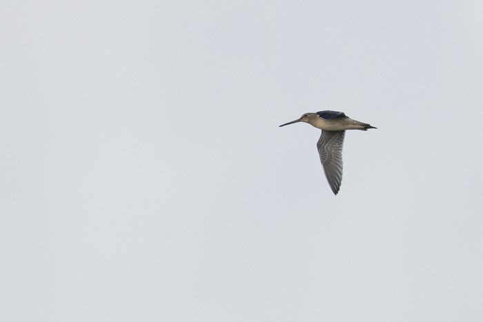 Long-billed Dowitcher