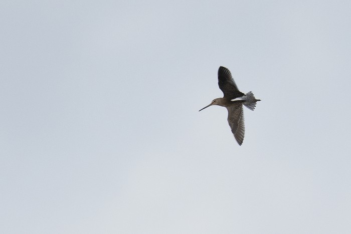 Long-billed Dowitcher