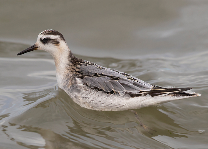 Grey Phalarope