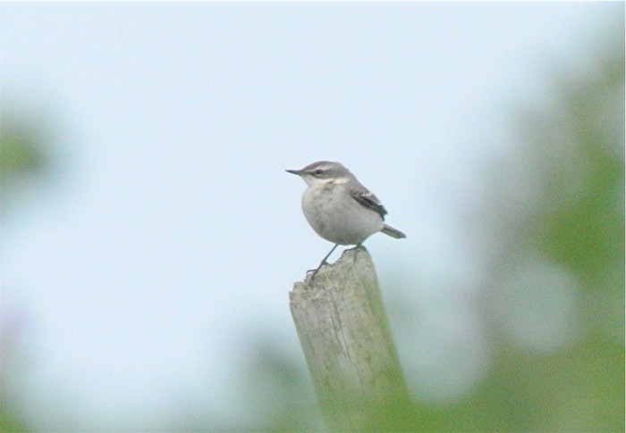 Eastern Yellow Wagtail