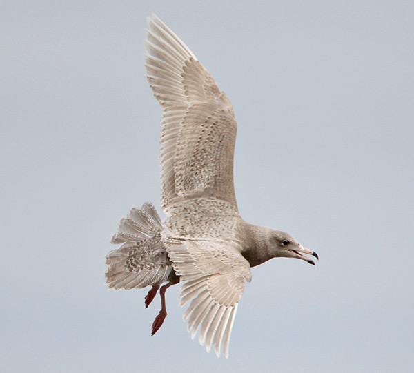 Glaucous Gull