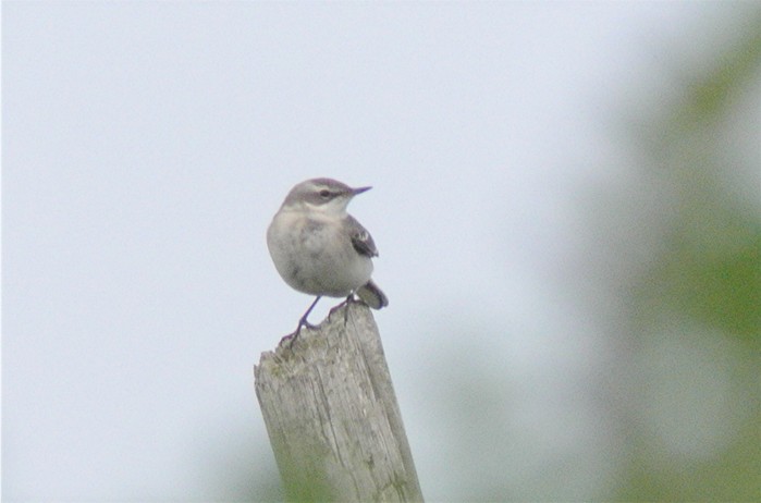 Eastern Yellow Wagtail