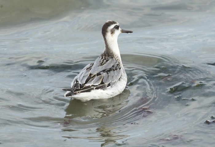 Grey Phalarope