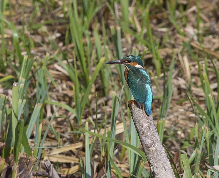 Kingfisher
