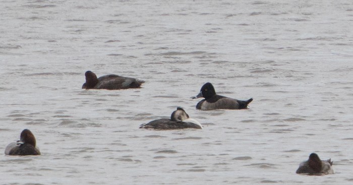 Ring-necked Duck