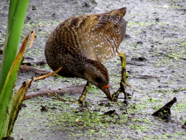 Spotted Crake