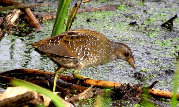 Spotted Crake