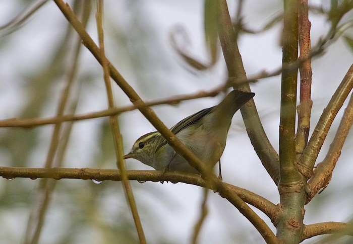 Yellow-browed Warbler