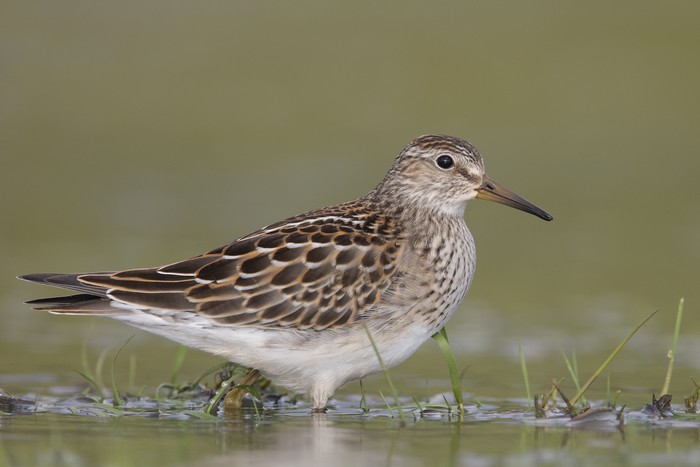 Pectoral Sandpiper