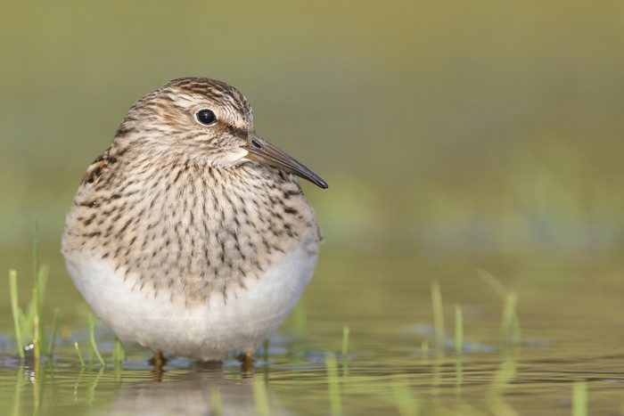 Pectoral Sandpiper